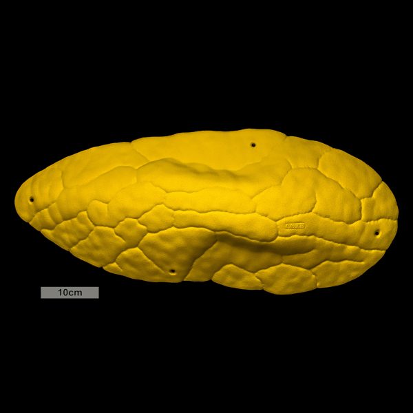 Chwyty wspinaczkowe Font Mini Volume Pinch 1, 1 szt. w zestawie, ,